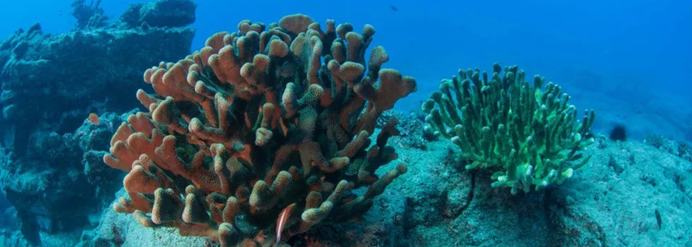 Coral reef in hawaii