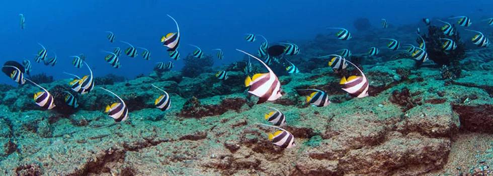 Scuba diving fish kauai