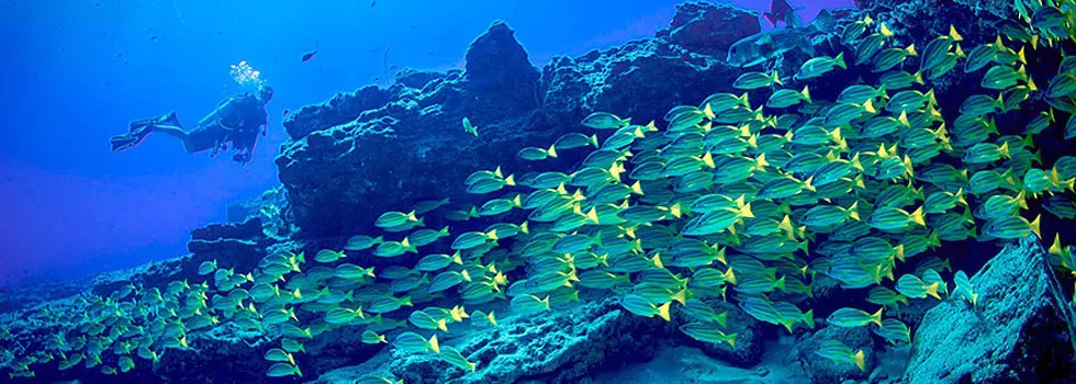 Scuba diving on kauai