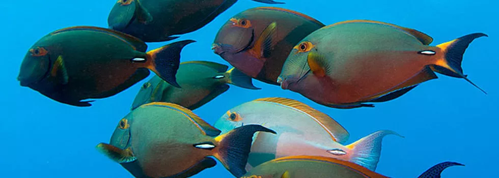 Scuba diving over coral kauai