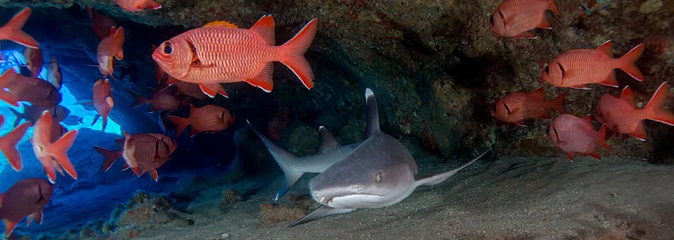Scuba with shark kauai