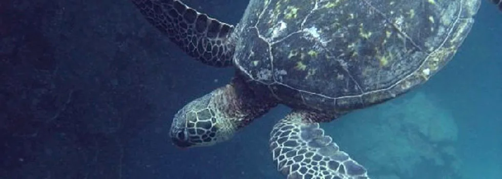 Scuba with turtles kauai copy