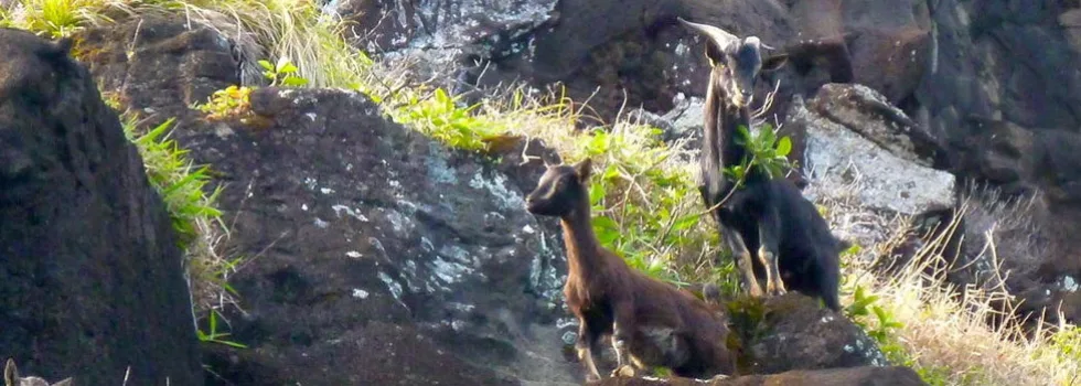 Kauai goats tour