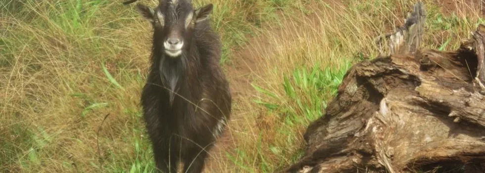 Wild goats on kauai