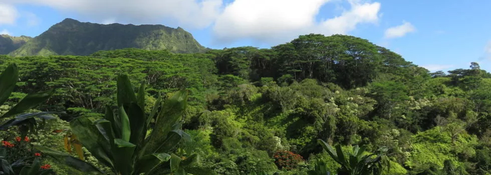 Jungle hiking on kauai