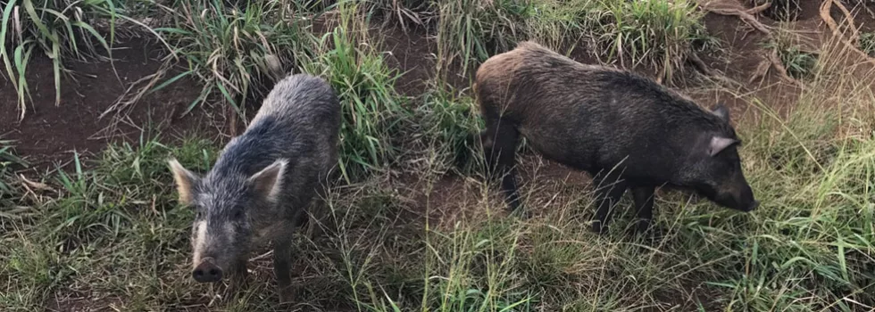 Wild pigs kauai tour