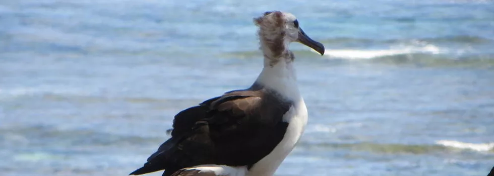 Albatross kauai tour