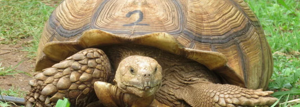 Giant tortiouse kauai