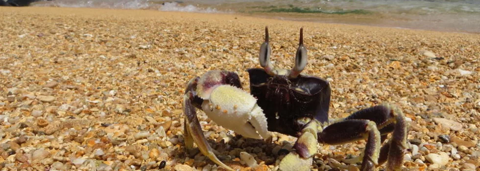 Secret beaches kauai