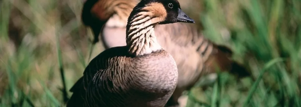 Nene sighting during kauai tour