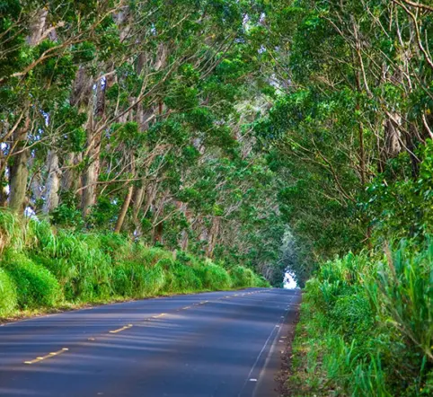 Best of Kauai Sightseeing Tour photo 2