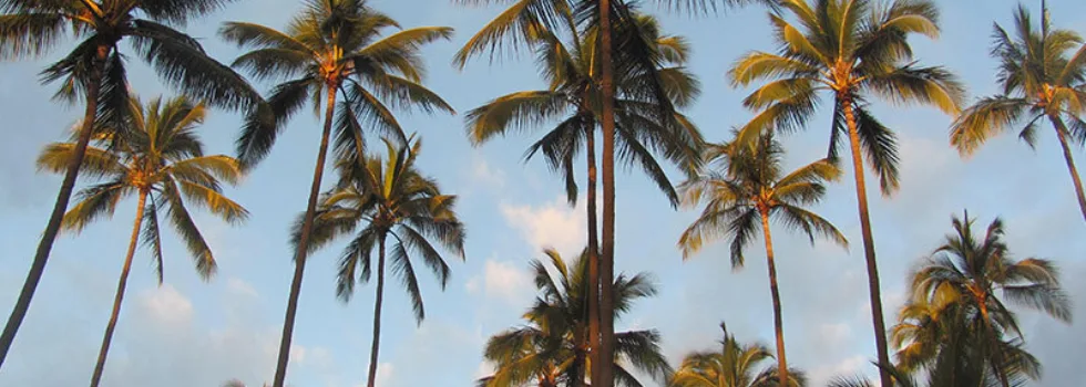 Kauai palm grove