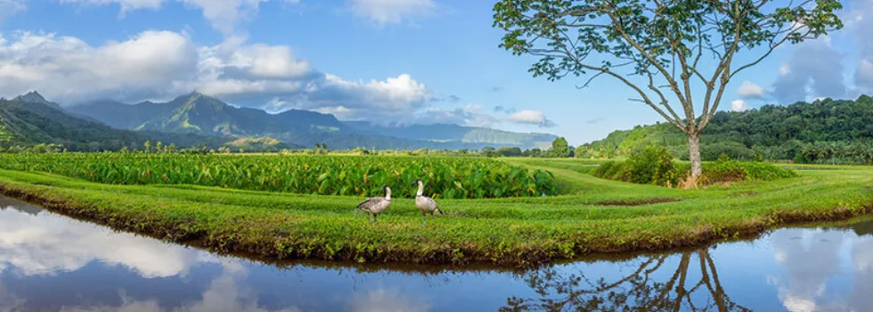 Nene at hanalei taro field