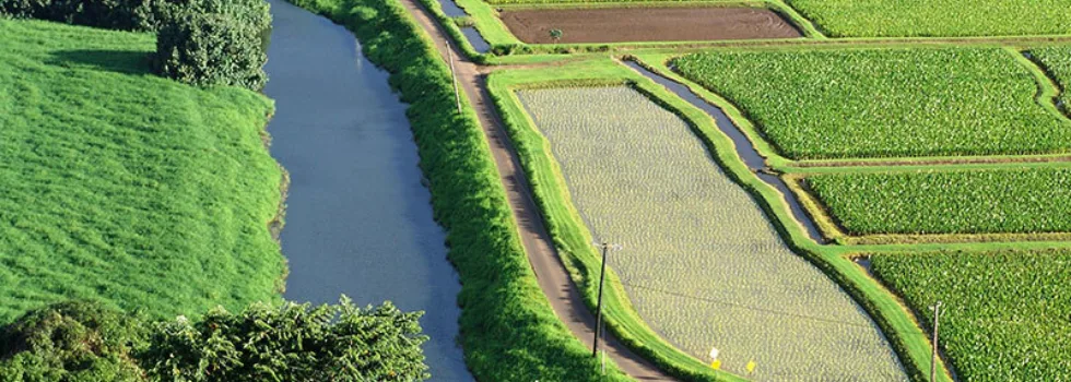 Taro field in hanalei