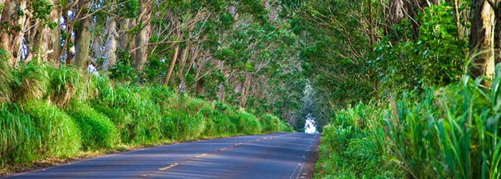 Tree tunnel kauai