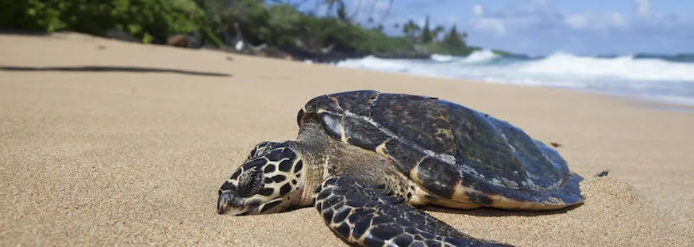 Turtle at tunnels beach kauai