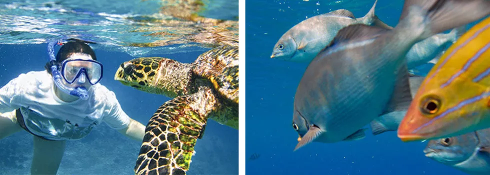 Kauai snorkeling tour by boat