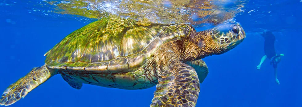 Snorkeling with turtles kauai