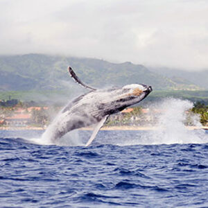 Poipu Whale Watching Small Boat Tour