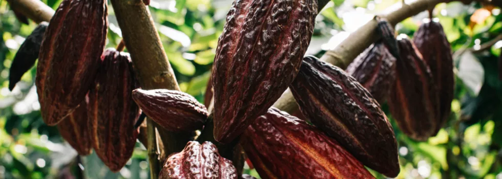 Chocolate farm tour kauai