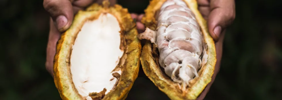 Visit chocolate farm kauai