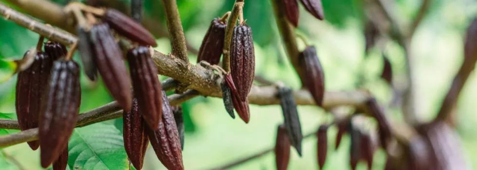 Cacao farm on kauai