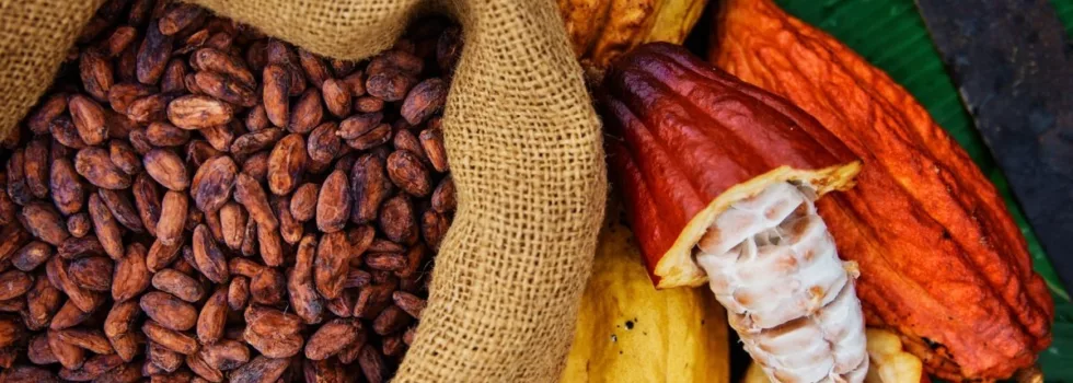 How chocolate is made kauai