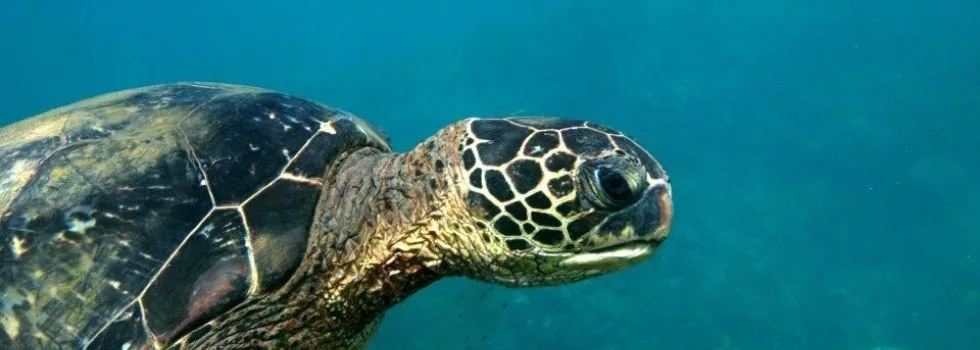 Swim with turtles kauai