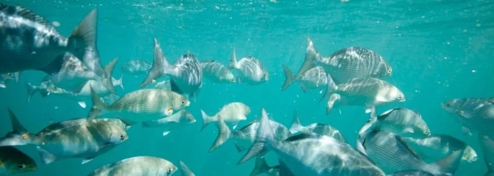 Na pali snorkeling tour