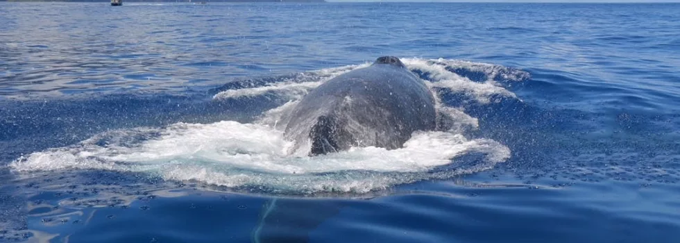 Whale watch na pali coast