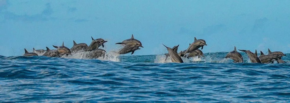 Dolphin jump hanalei