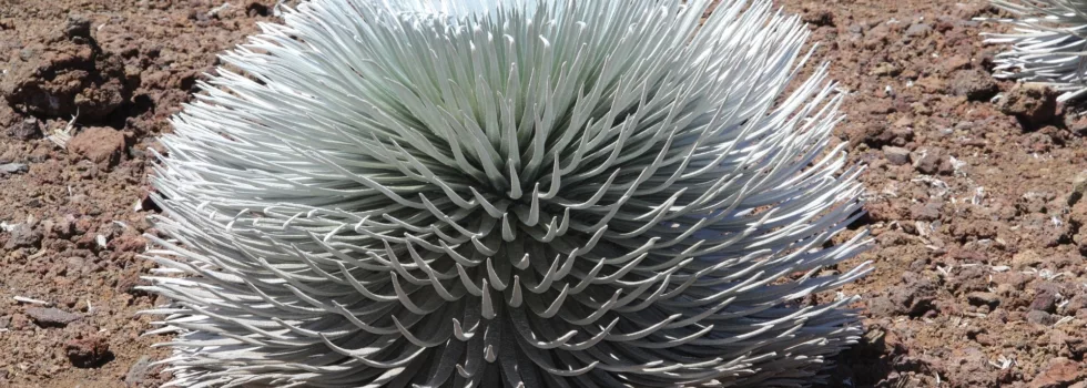 Silversword