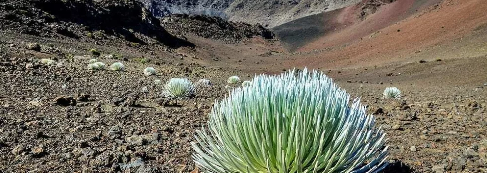 Silversword plant maui