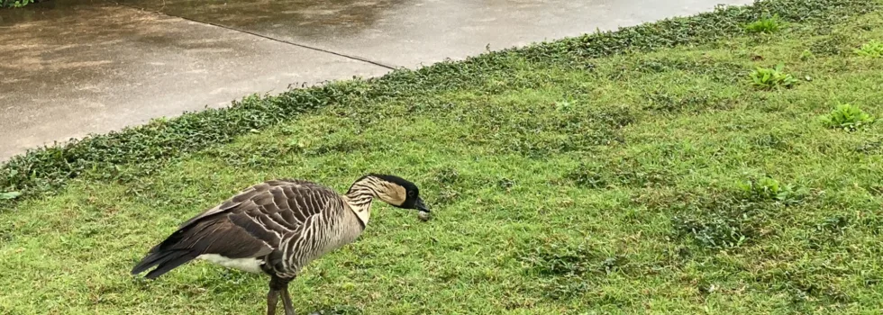Nene at kilauea lighthouse kauai