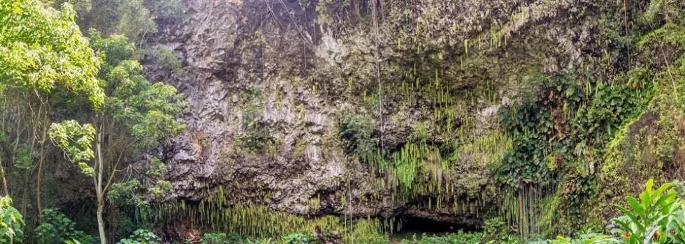 Kauai fern grotto tour