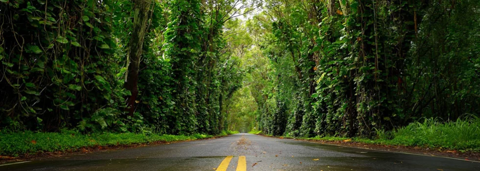 Tree tunnel kauai