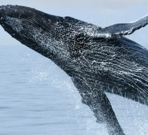 Poipu Whale Watching Small Boat Tour photo 3