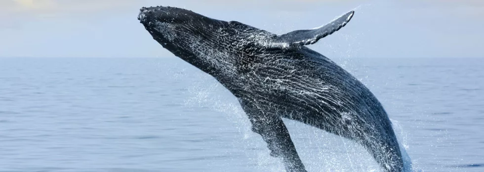 Whale watching boat kauai