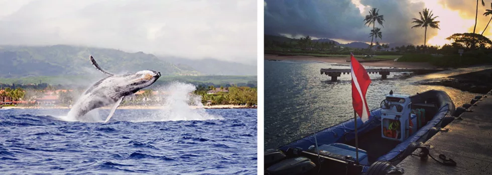 Whale watching zodiac poipu