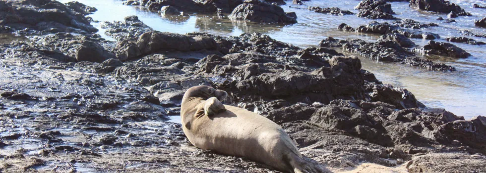 Monk seal on mokulua island