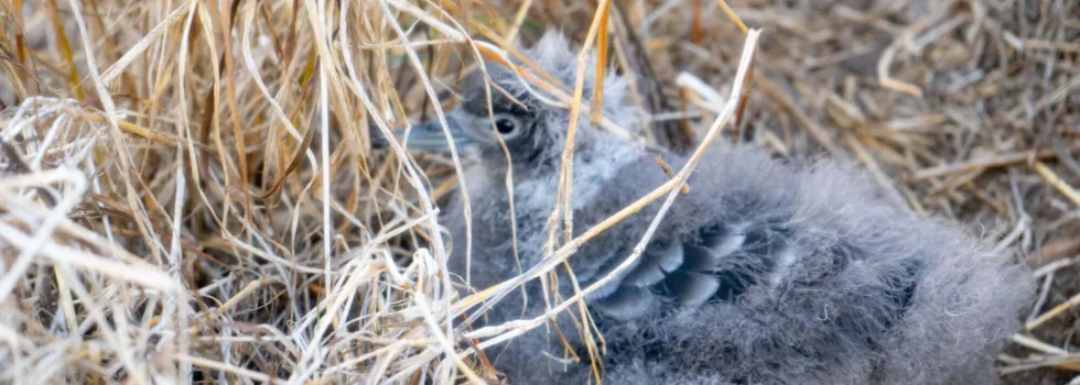 Birds nesting mokulua islands