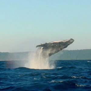 Kayak Whale Watching Tour in Wailea
