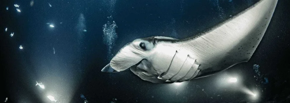 Keauhou harbor manta tours