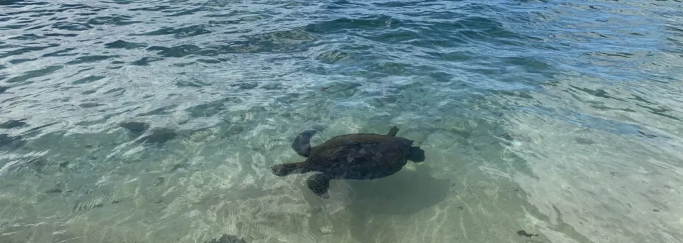 Turtle swimming at puaena