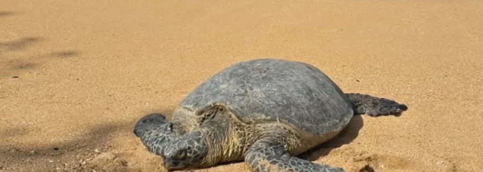 Waikiki to north shore turtle tour