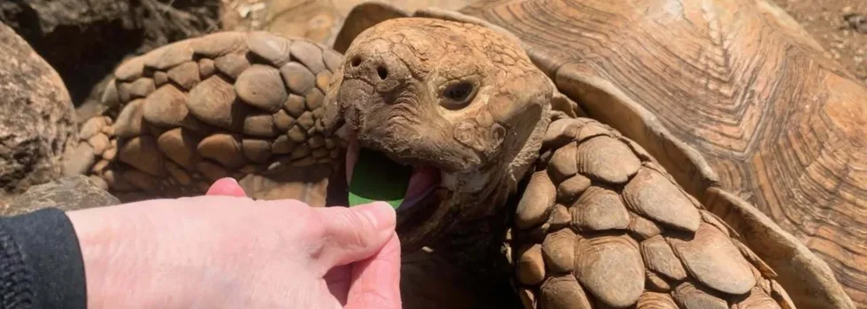 Feeding tortoise north shore oahu farm