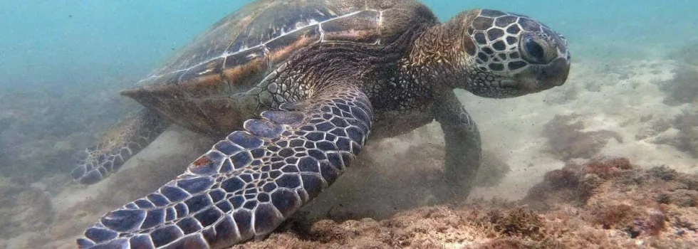 North shore shuttle turtle snorkel