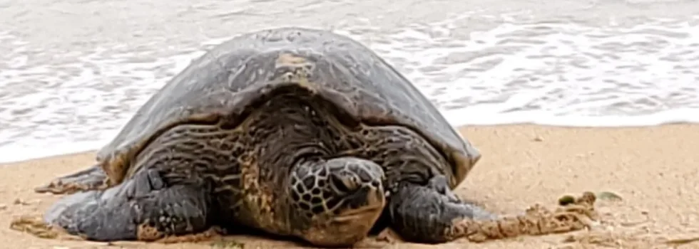 Turtle viewing tour