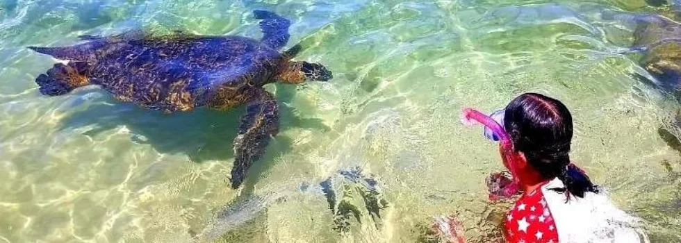 Little girl snorkels with turtle