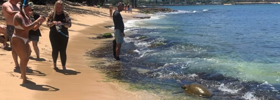 North shore turtle tour